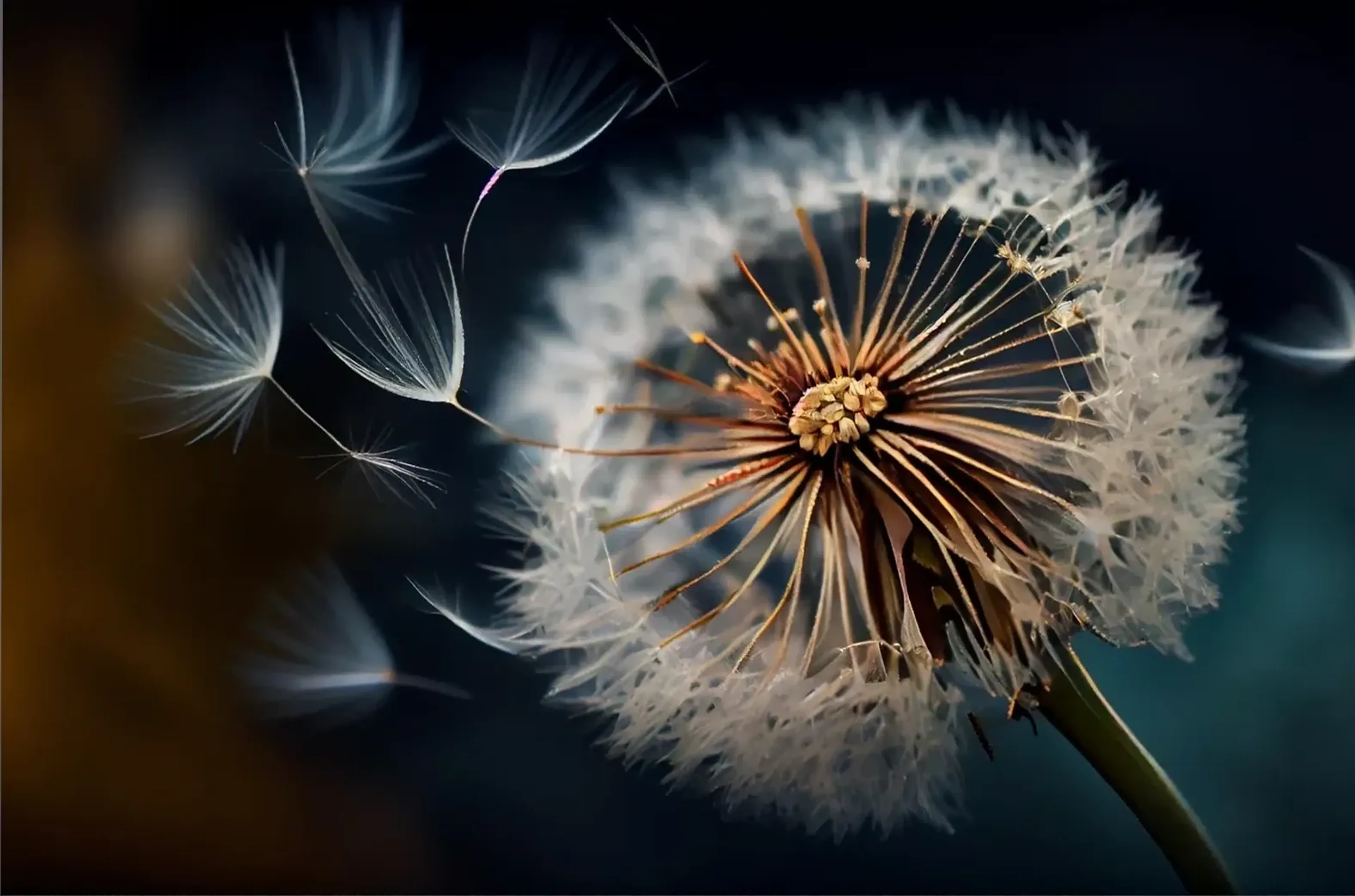 Pusteblume mit goldbraunen Stielen und schwebenden Samen vor einem dunklen blaugrünen Hintergrund.