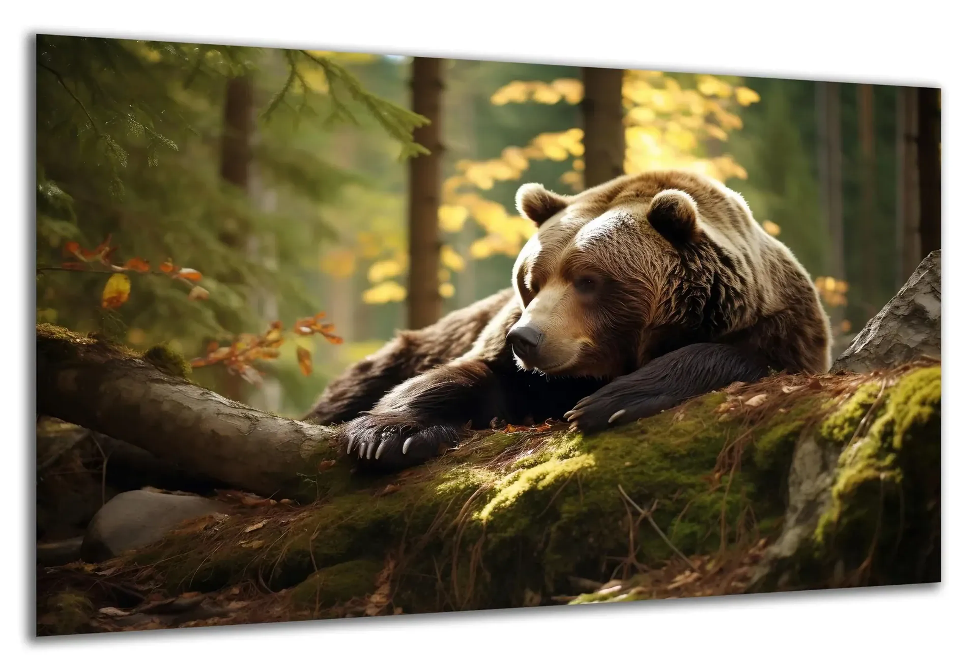 Ruhender Braunbär im Wald – Ansicht 5