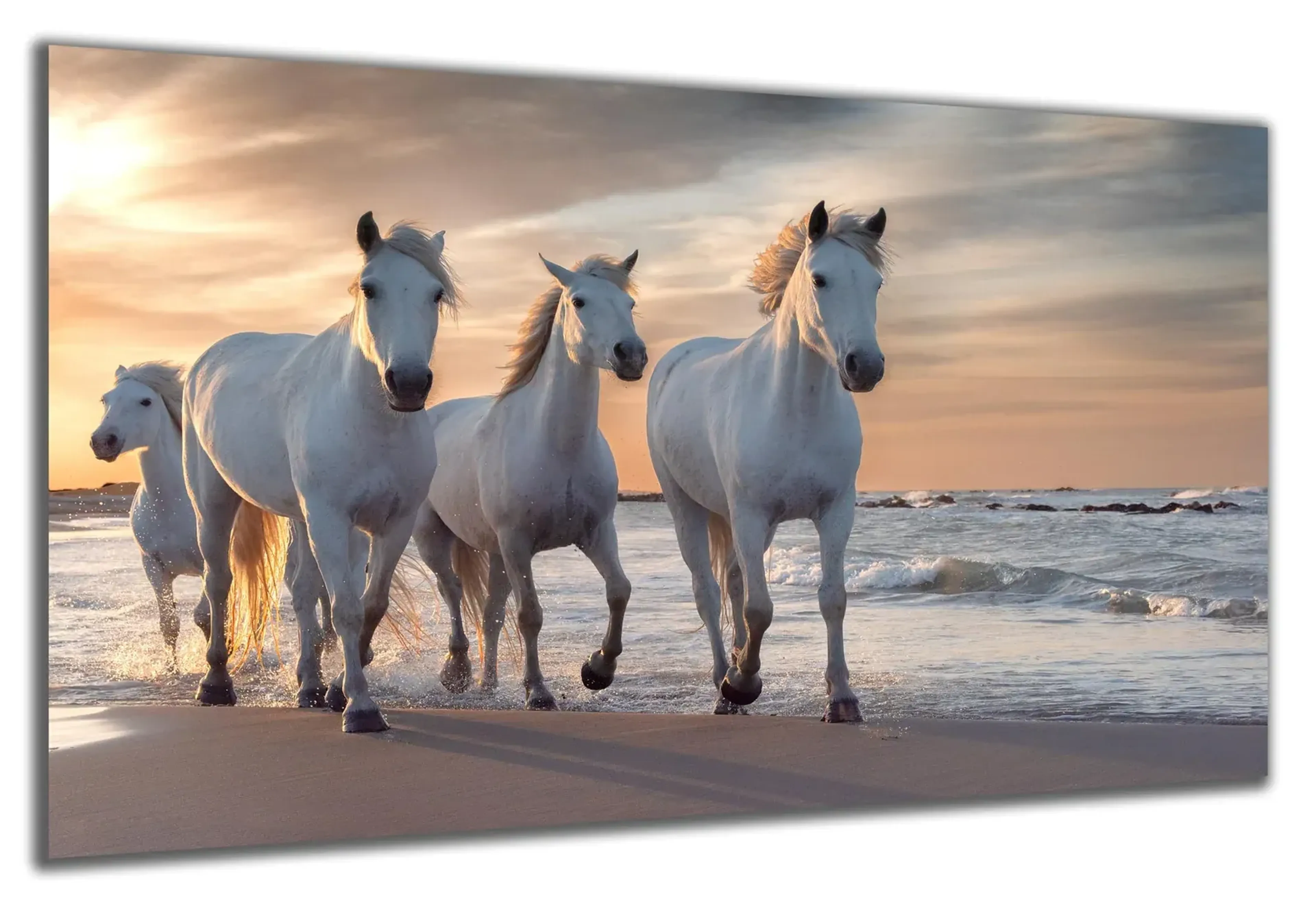 Weiße Pferde am Strand – Ansicht 5