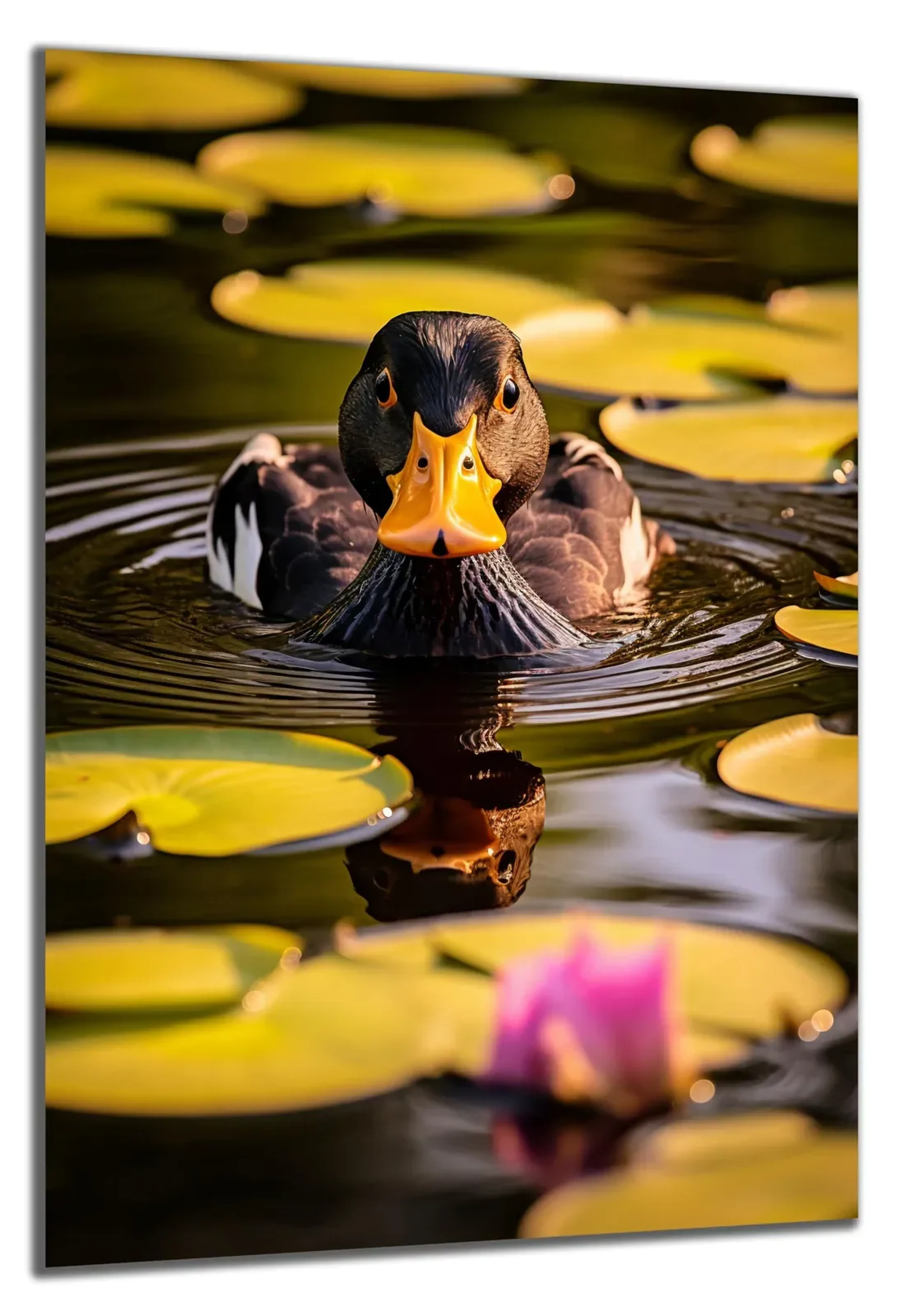 Ente zwischen Seerosen – Ansicht 5