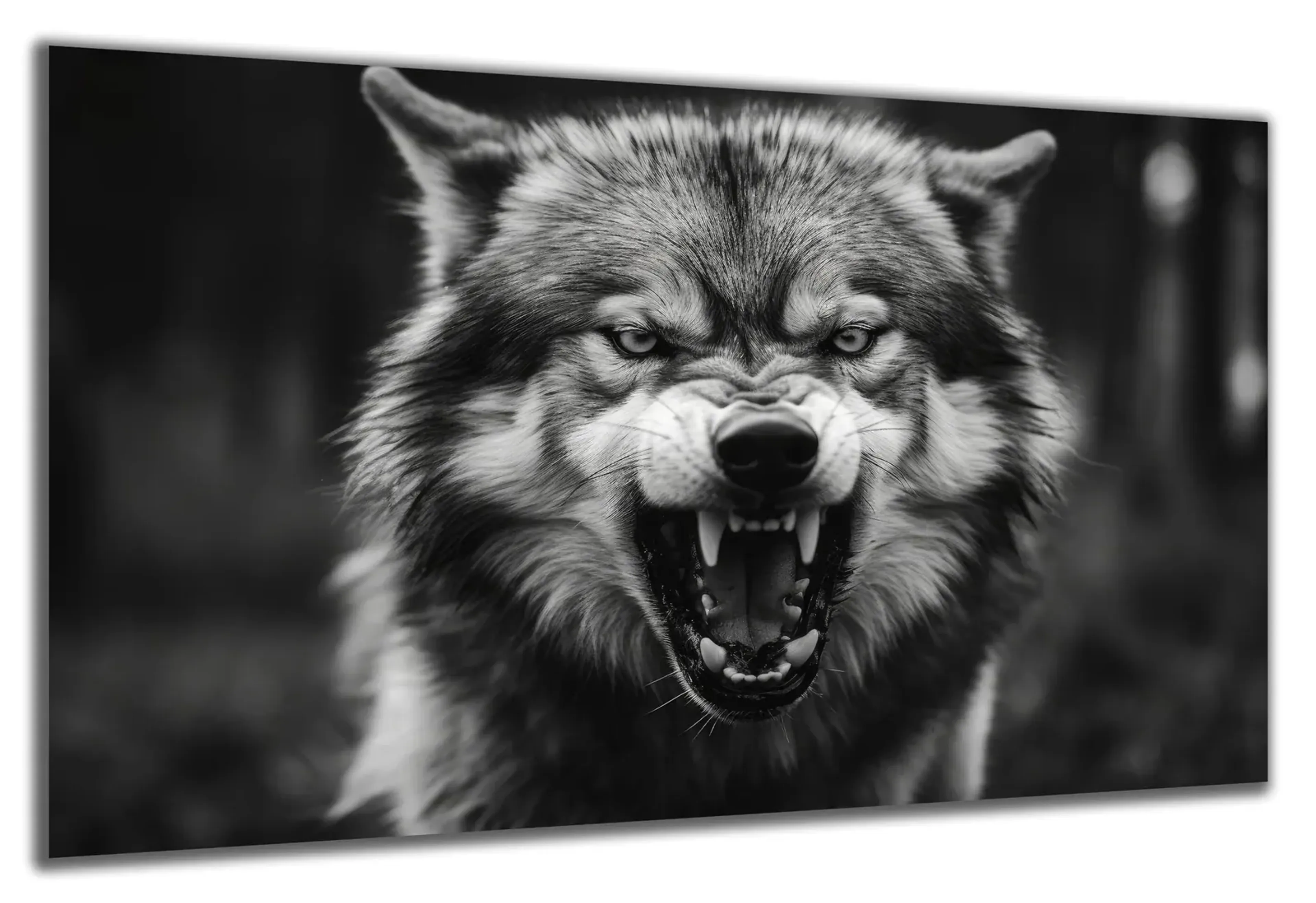 Fletschender Wolf in Schwarz-Weiß – Ansicht 5